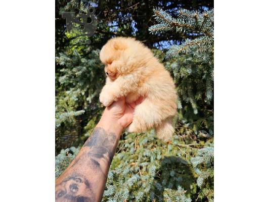 Μωρά Pomeranian ανώτερης γενετικής
